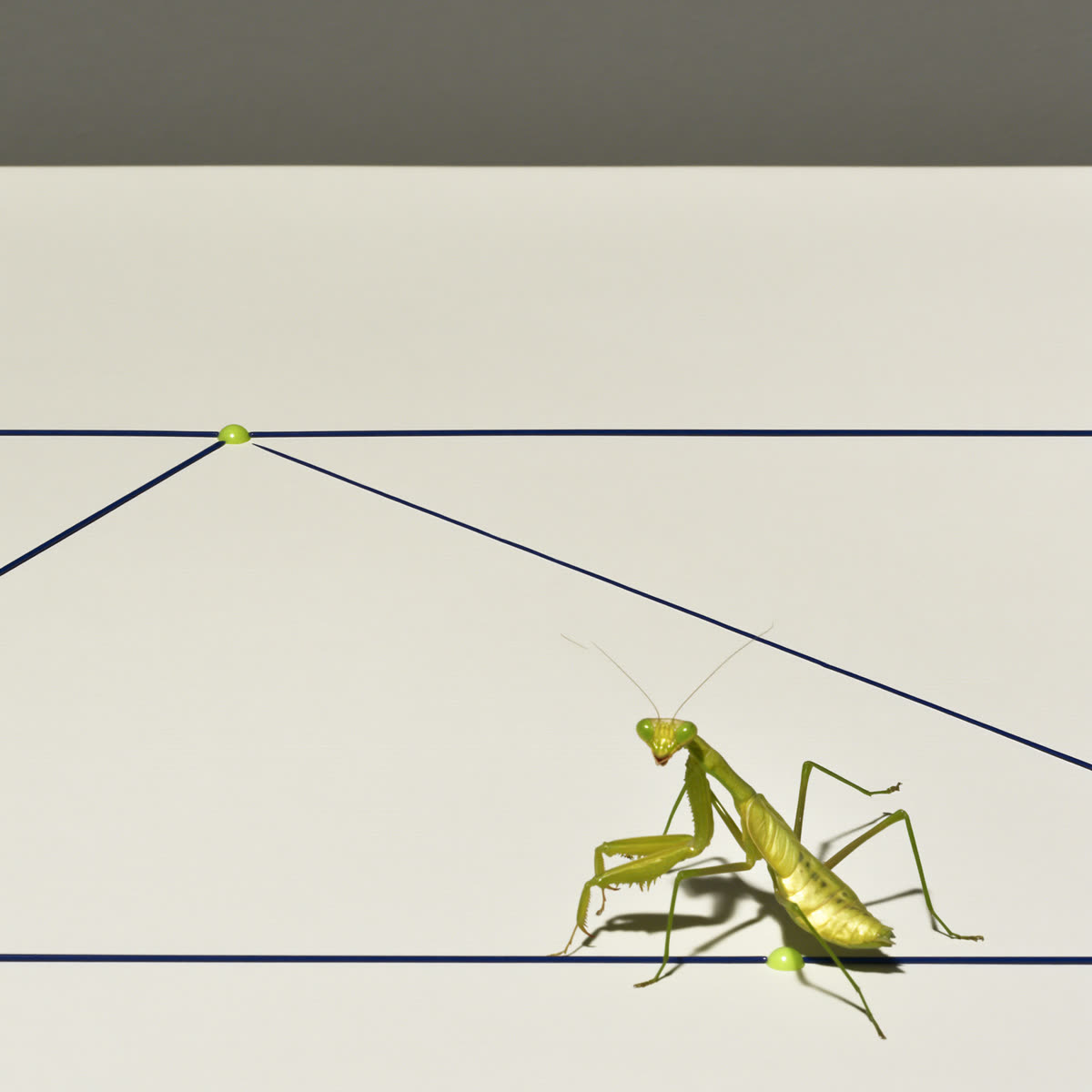 Paramantis-mark in een minimale compositie
